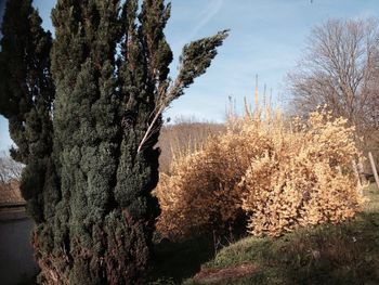 Trees growing on field