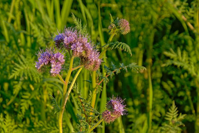 Close-up of purple thistle flowers