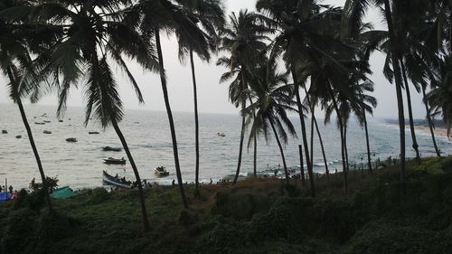 Palm trees on beach against sky