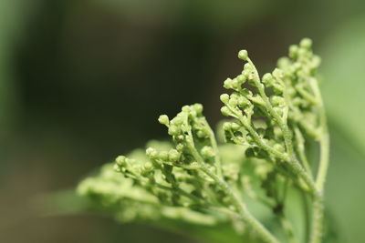 Close-up of fresh green plant against white background