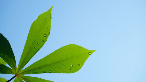 Close-up of green leaves against blue sky