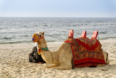 Camel relaxing at beach