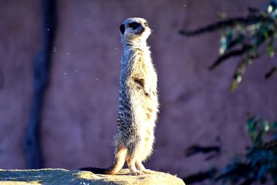 Close-up of a meerkat