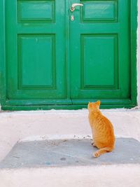 View of a cat with closed door