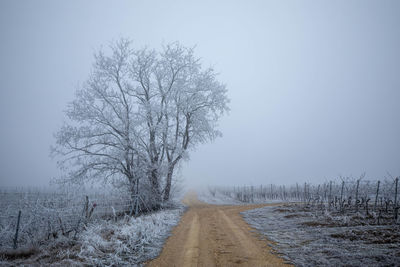 Road amidst bare trees against sky during winter
