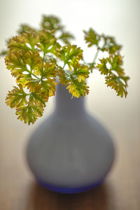 Close-up of potted plant on table