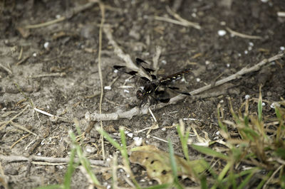 Close-up of insect