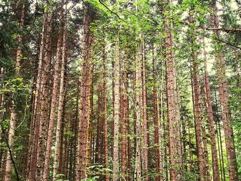 Trees in forest