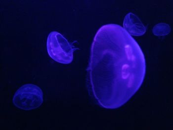 Close-up of jellyfish swimming in water