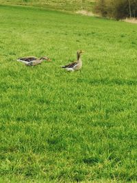 Ducks on grassy field