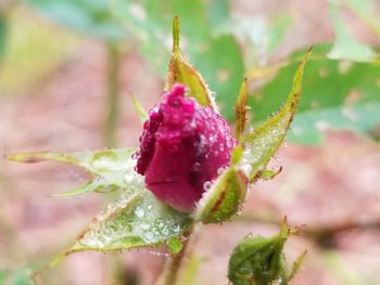 Close-up of pink flowering plant