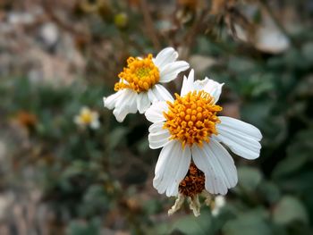 Close-up of white flowering plant