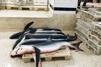 High angle view of sharks on crate