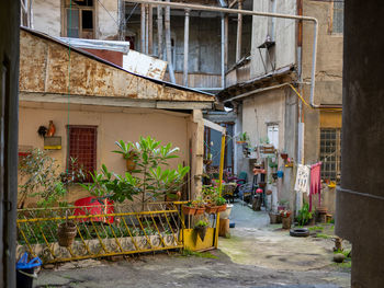 Potted plants on street amidst buildings