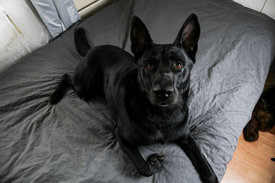 Portrait of dog relaxing on bed at home