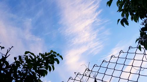 Low angle view of trees against sky