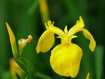 Close-up of yellow flowering plant