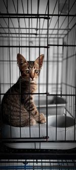 Portrait of cat sitting in cage