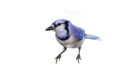 Close-up of bird perching on white background