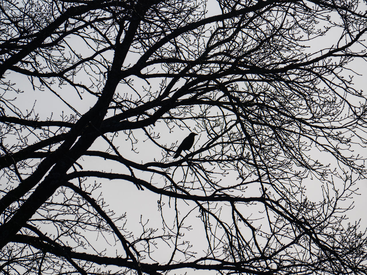 LOW ANGLE VIEW OF SILHOUETTE BIRD PERCHING ON TREE