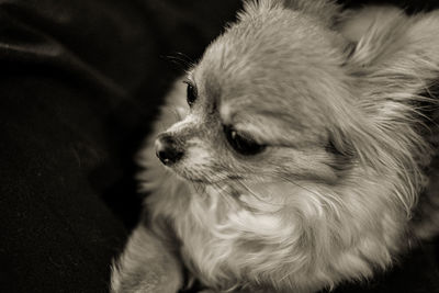 Close-up of a dog looking away