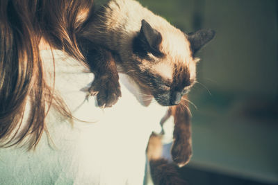 Close-up of a siamese cat
