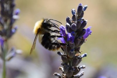 Close-up of bee pollinating on flower