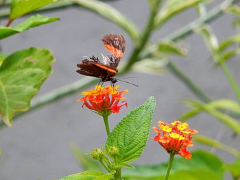 Close-up of butterfly pollinating on flower