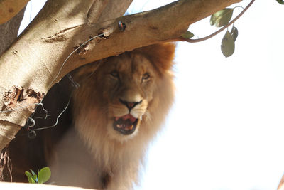 Close-up of lion