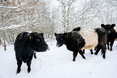 Goats on snow covered field