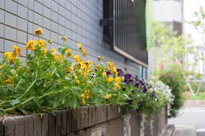 Close-up of yellow flowers against built structure