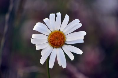 Close-up of white flower blooming outdoors