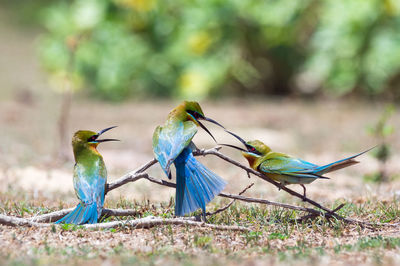 Bird lovers, beautiful blue-tailed bee-eater merops philippinus on a branch above the meadow 