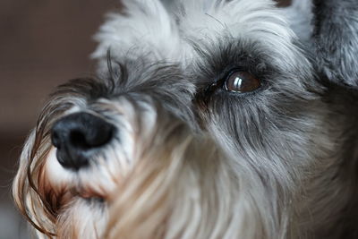 Close-up portrait of dog