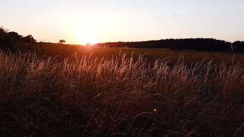 Scenic view of field against sky at sunset