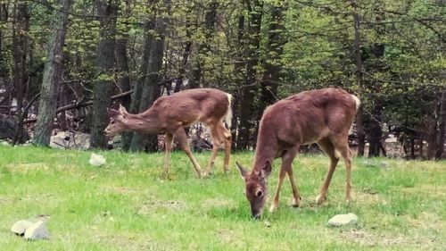 Grass grazing on field