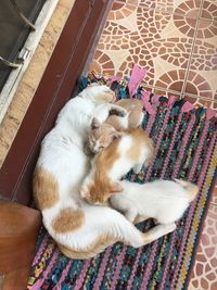 High angle view of dog sleeping on tiled floor