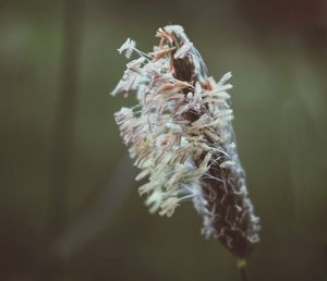 Close-up of wilted plant
