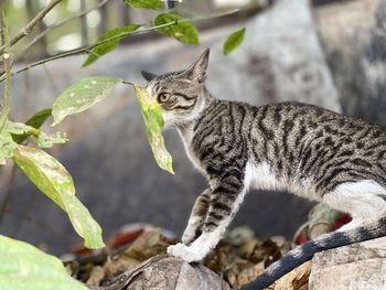 Close-up of a cat looking away