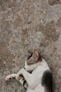 High angle view of a cat sleeping on wall