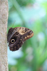 Butterfly on a tree 