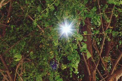 Low angle view of sunlight streaming through trees