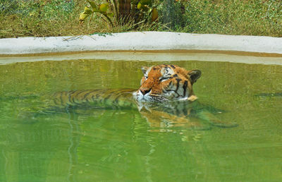 Cat in water