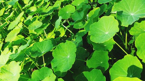 Full frame shot of leaves