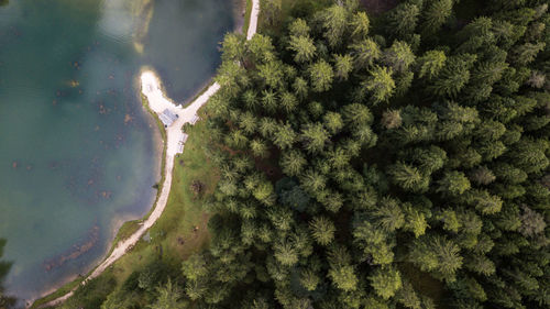 High angle view trees against lake