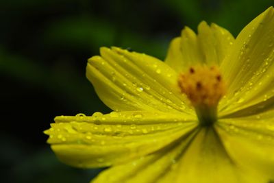 Close-up of wet yellow flower