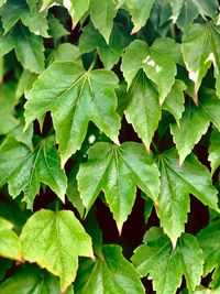 Full frame shot of green leaves