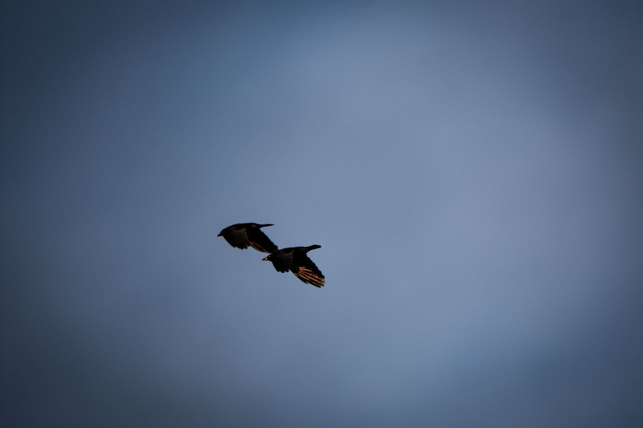 LOW ANGLE VIEW OF BIRD FLYING IN SKY