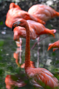 Red flamingo in a lake