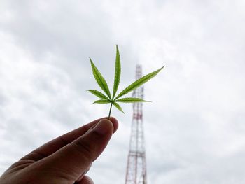 Cropped image of person holding plant